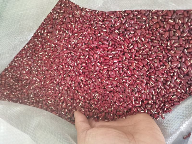 赤小豆新货赤小豆各种香辛料中药材批发