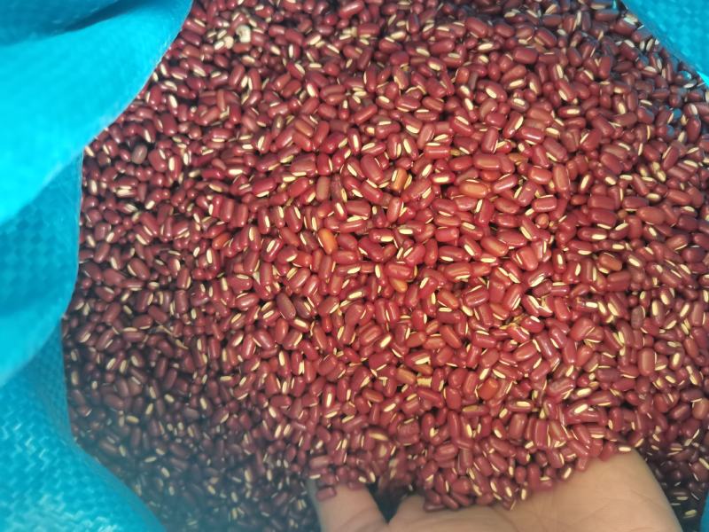 赤小豆新货赤小豆各种香辛料中药材批发
