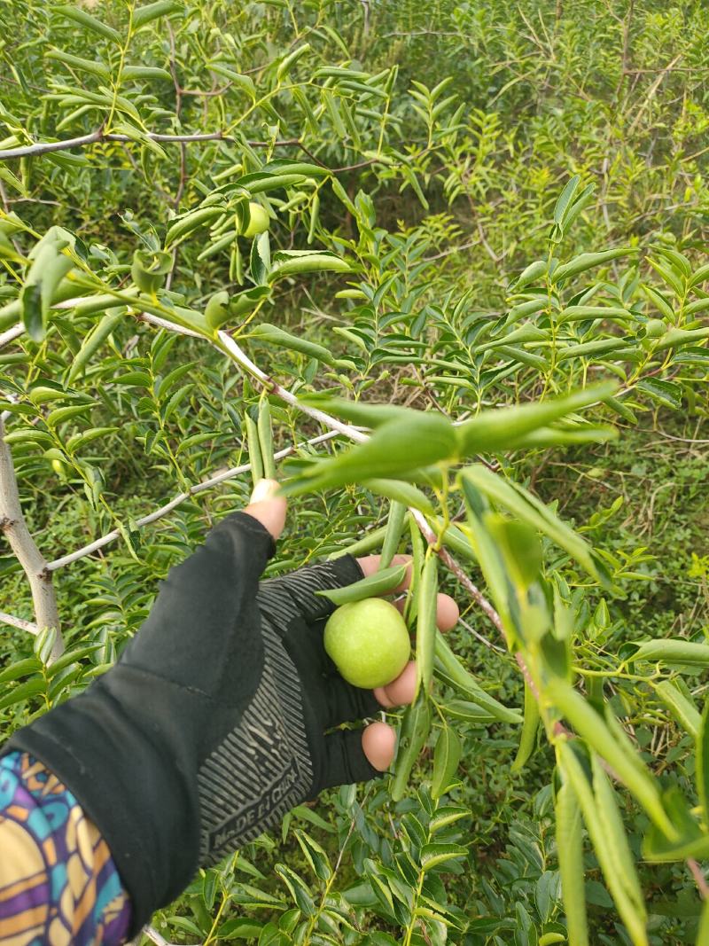蟠枣苗，油蟠脆枣，冬枣二代，月光枣一年苗嫁接苗，当年结果