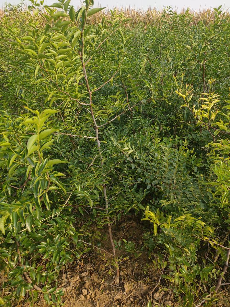 蟠枣苗，油蟠脆枣，冬枣二代，月光枣一年苗嫁接苗，当年结果