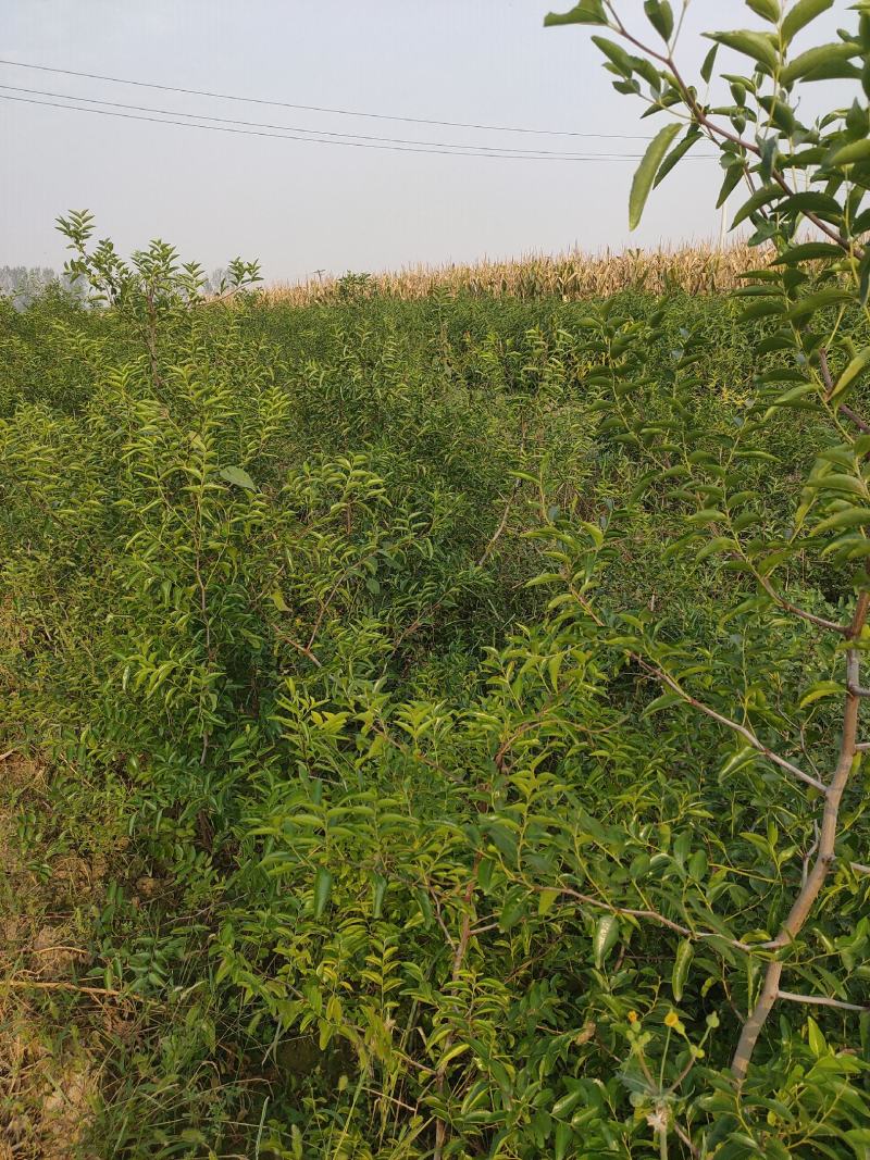 蟠枣苗，油蟠脆枣，冬枣二代，月光枣一年苗嫁接苗，当年结果