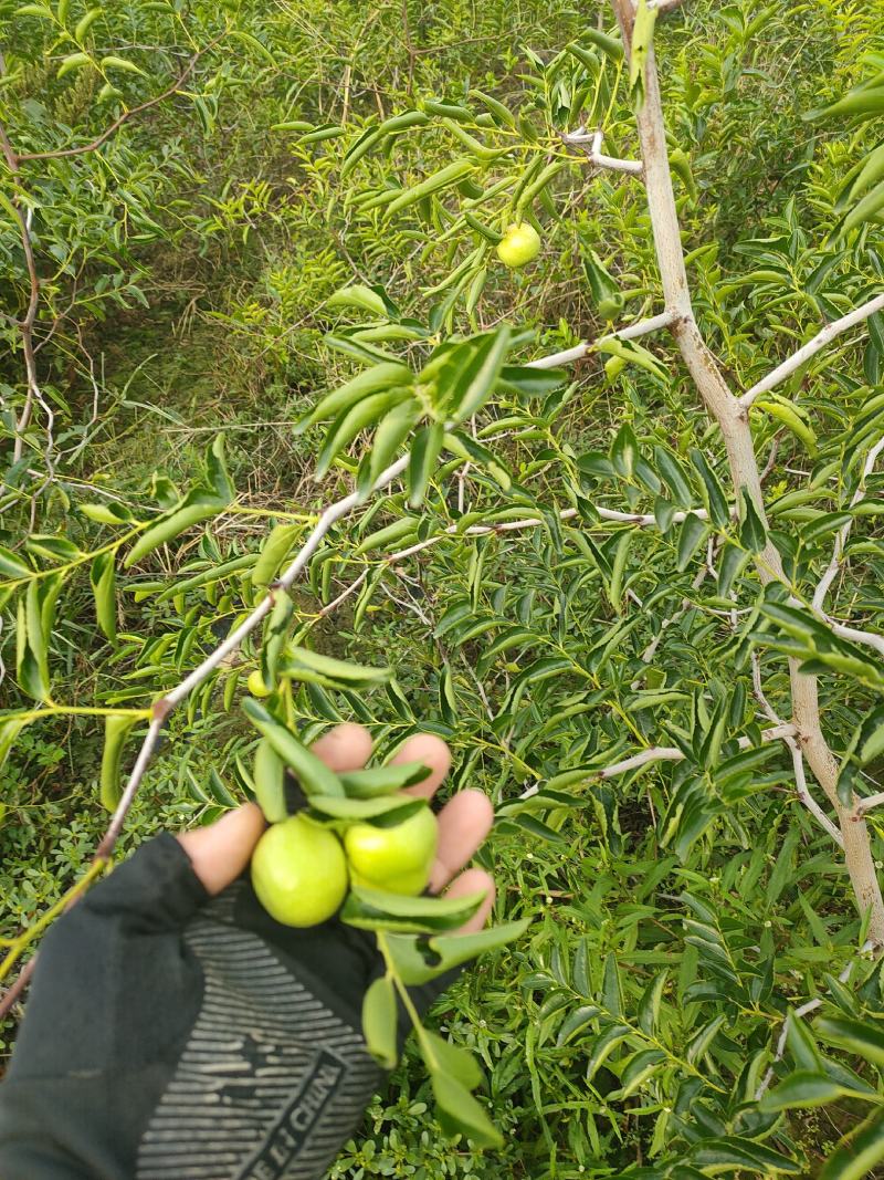 蟠枣苗，油蟠脆枣，冬枣二代，月光枣一年苗嫁接苗，当年结果