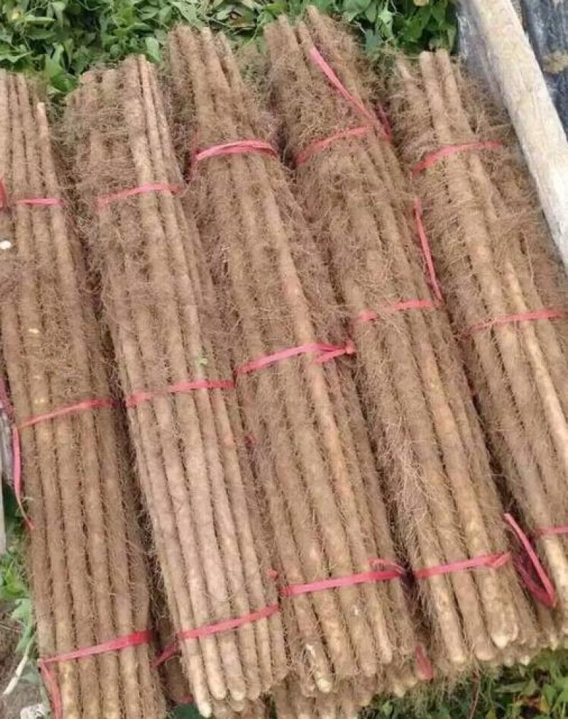 山西黄河滩山药，可切片加工可视频看货对接全国各大市场电商