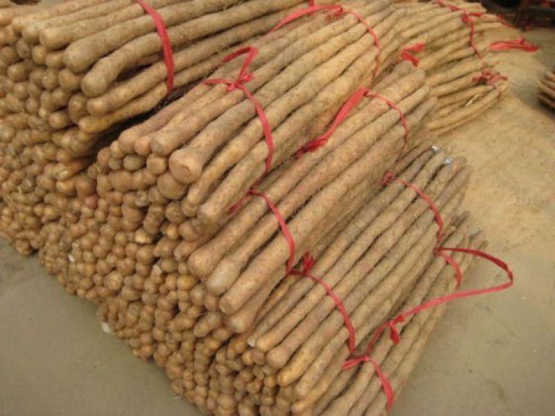 山西黄河滩山药，可切片加工可视频看货对接全国各大市场电商