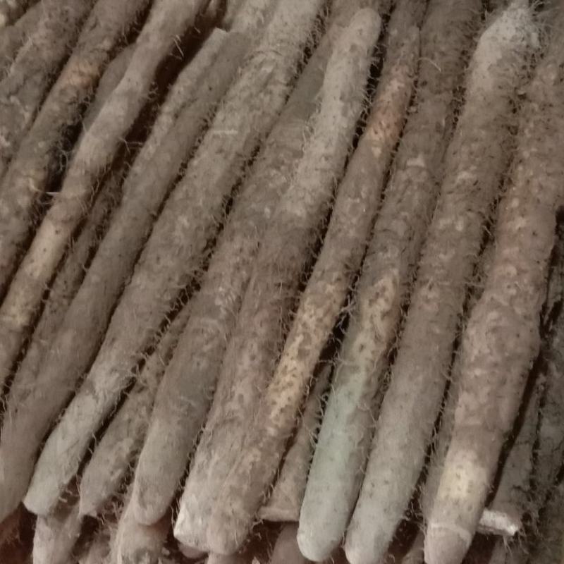 山西黄河滩山药，可切片加工可视频看货对接全国各大市场电商