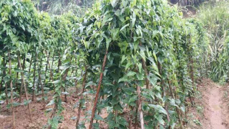 山西黄河滩山药，可切片加工可视频看货对接全国各大市场电商