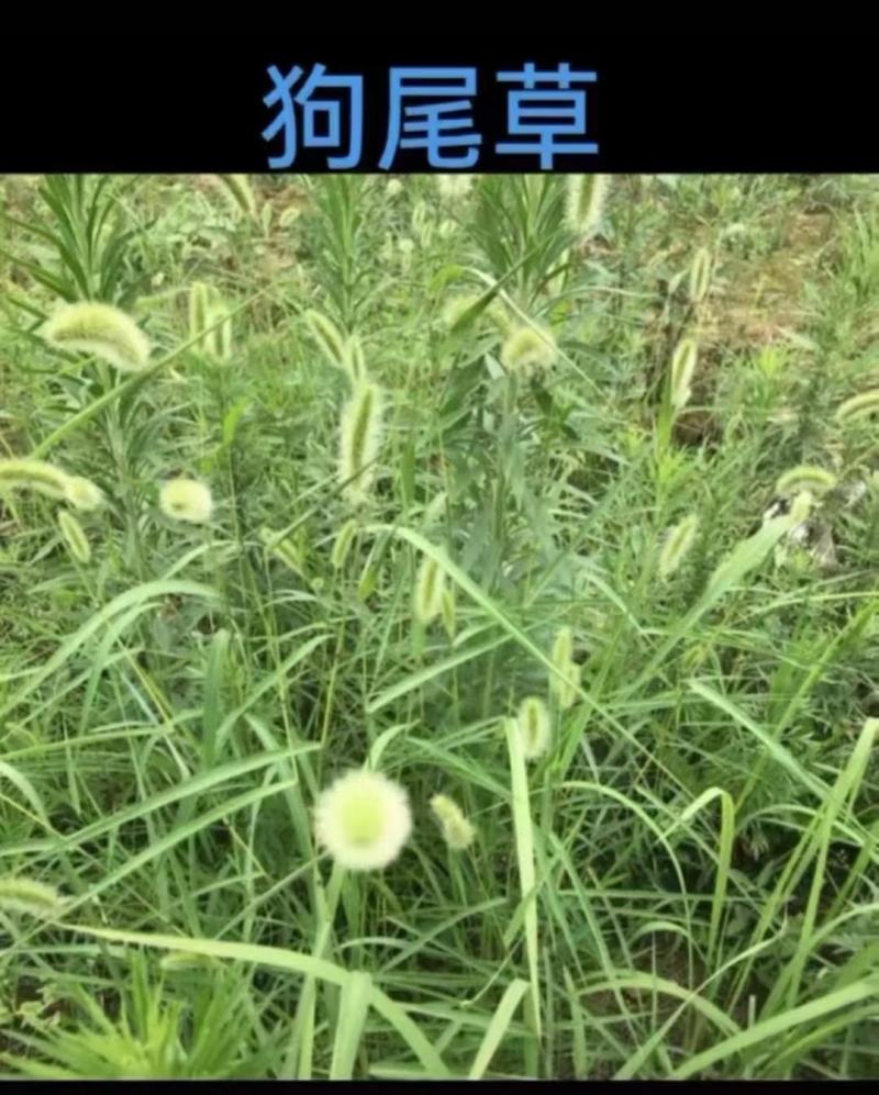 精喹禾灵除所有禾本科抗性杂草（牛筋草、毛草等）可死草烂根