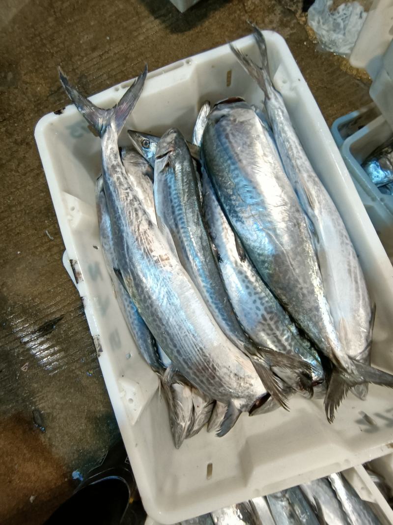 新鲜海捕大鲅鱼马鲛鱼规格齐全质量保证价格实惠欢迎咨询