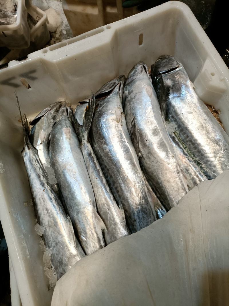 新鲜海捕大鲅鱼马鲛鱼规格齐全质量保证价格实惠欢迎咨询