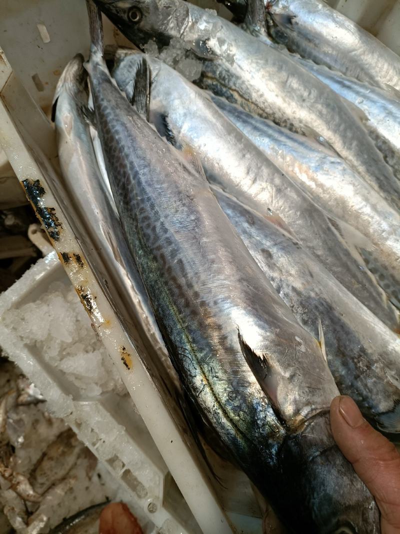 新鲜海捕大鲅鱼马鲛鱼规格齐全质量保证价格实惠欢迎咨询