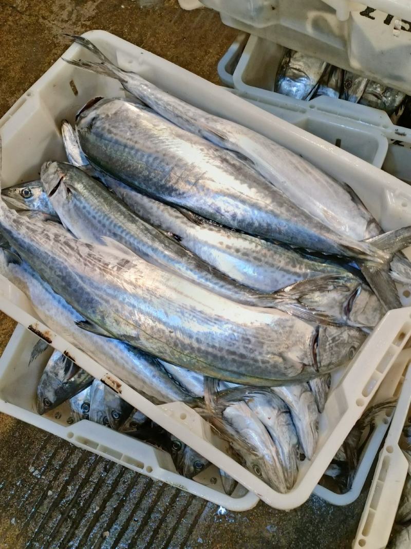 新鲜海捕大鲅鱼马鲛鱼规格齐全质量保证价格实惠欢迎咨询