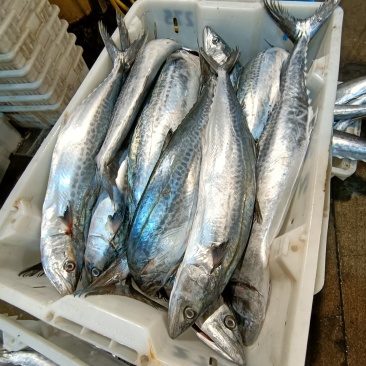 新鲜海捕大鲅鱼马鲛鱼规格齐全质量保证价格实惠欢迎咨询