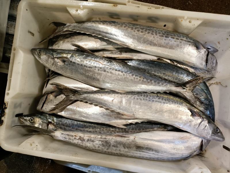 新鲜海捕大鲅鱼马鲛鱼规格齐全质量保证价格实惠欢迎咨询