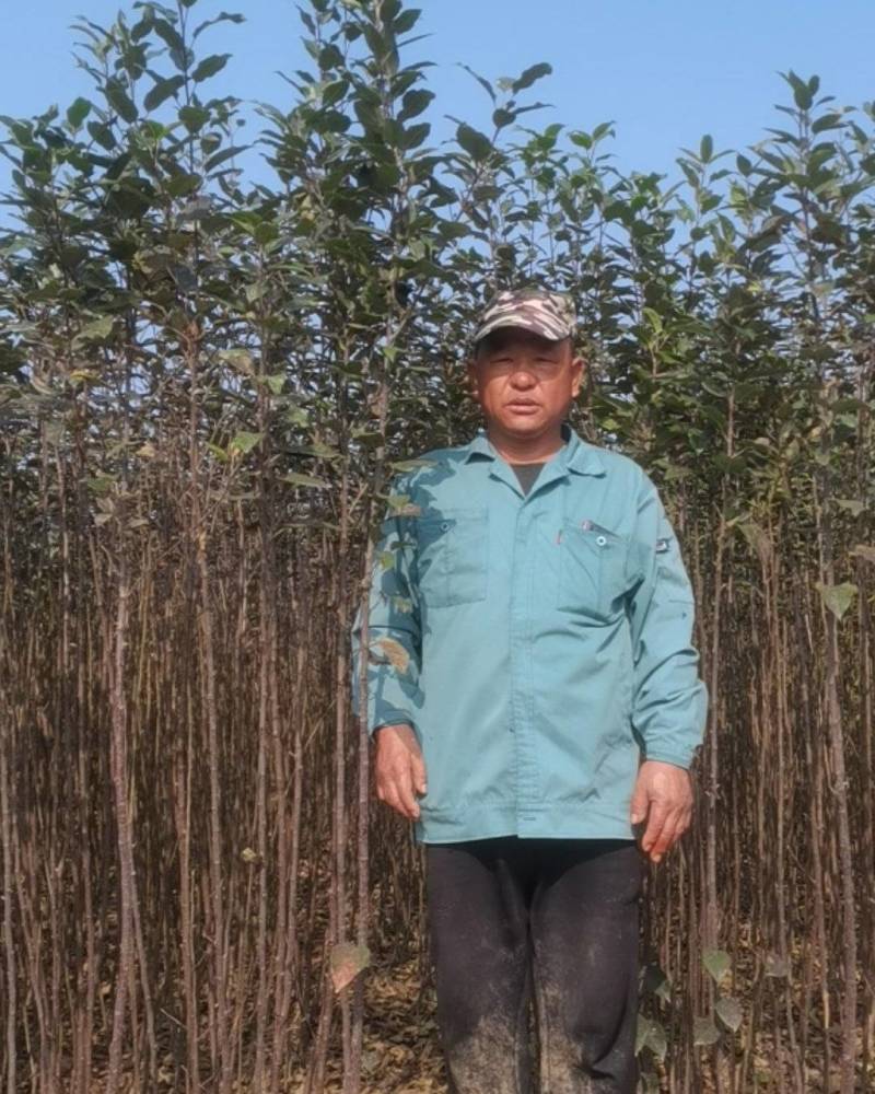 苹果树苗富士系列，各种品种，各种规格，诚信第一。