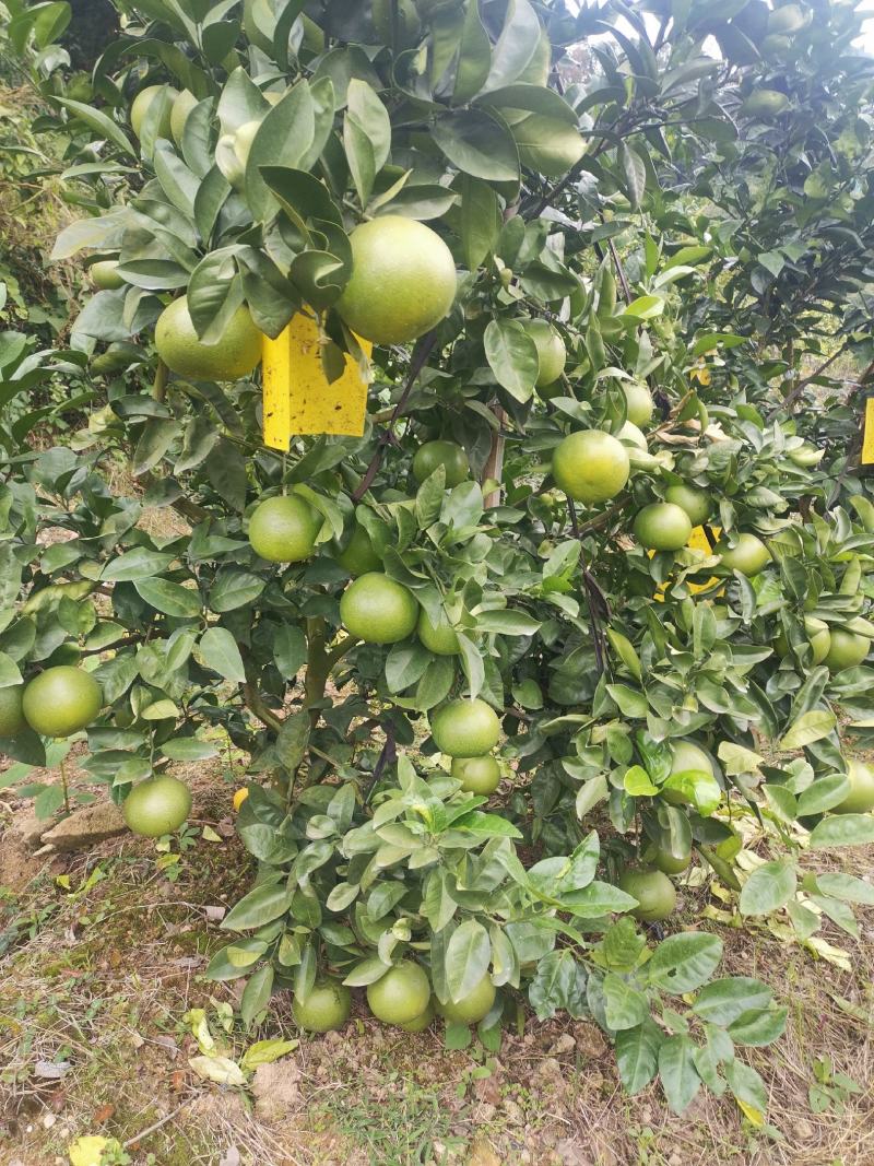 皮溥味美：货源充足：当季水果多汁：基地直供优季葡萄柚：