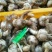 【实力】慈姑万亩茨菇特惠大量供应国内外出囗一条龙流水线