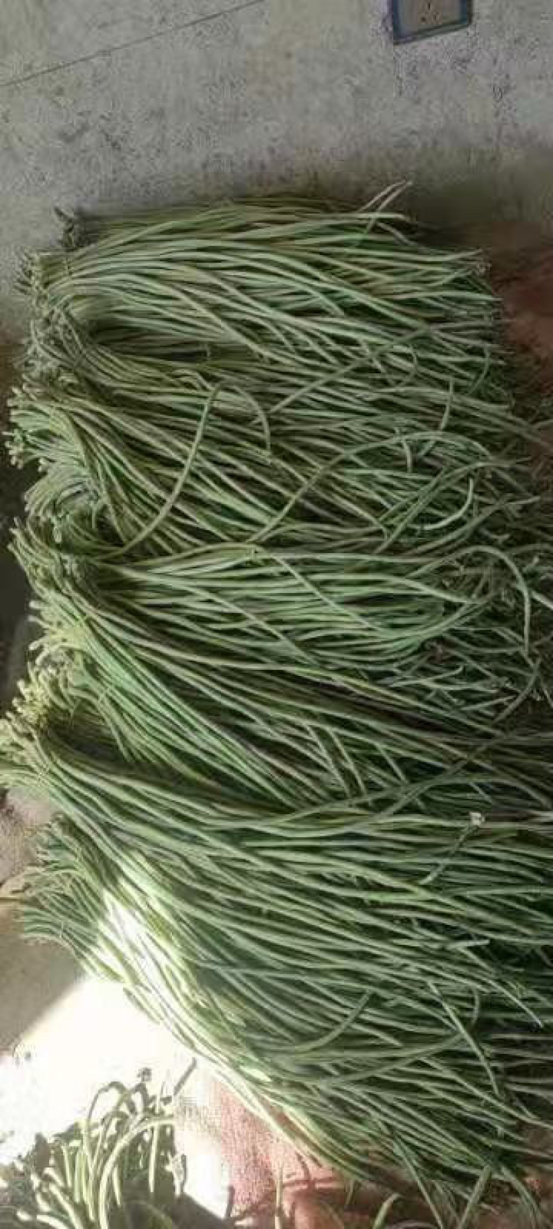 产地直发，超市专供，全国发货，物美价廉，精品长豇豆