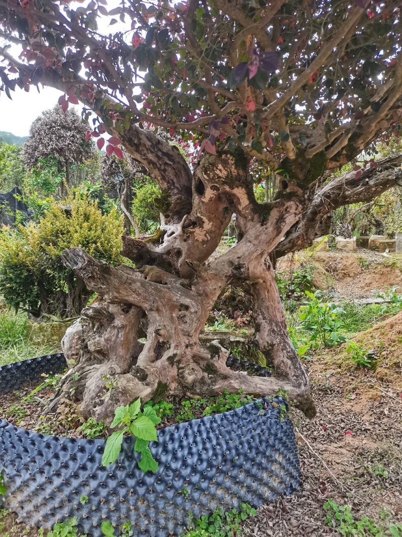 精品怪桩嫁接红花继木桩值此一棵，高度4米左右