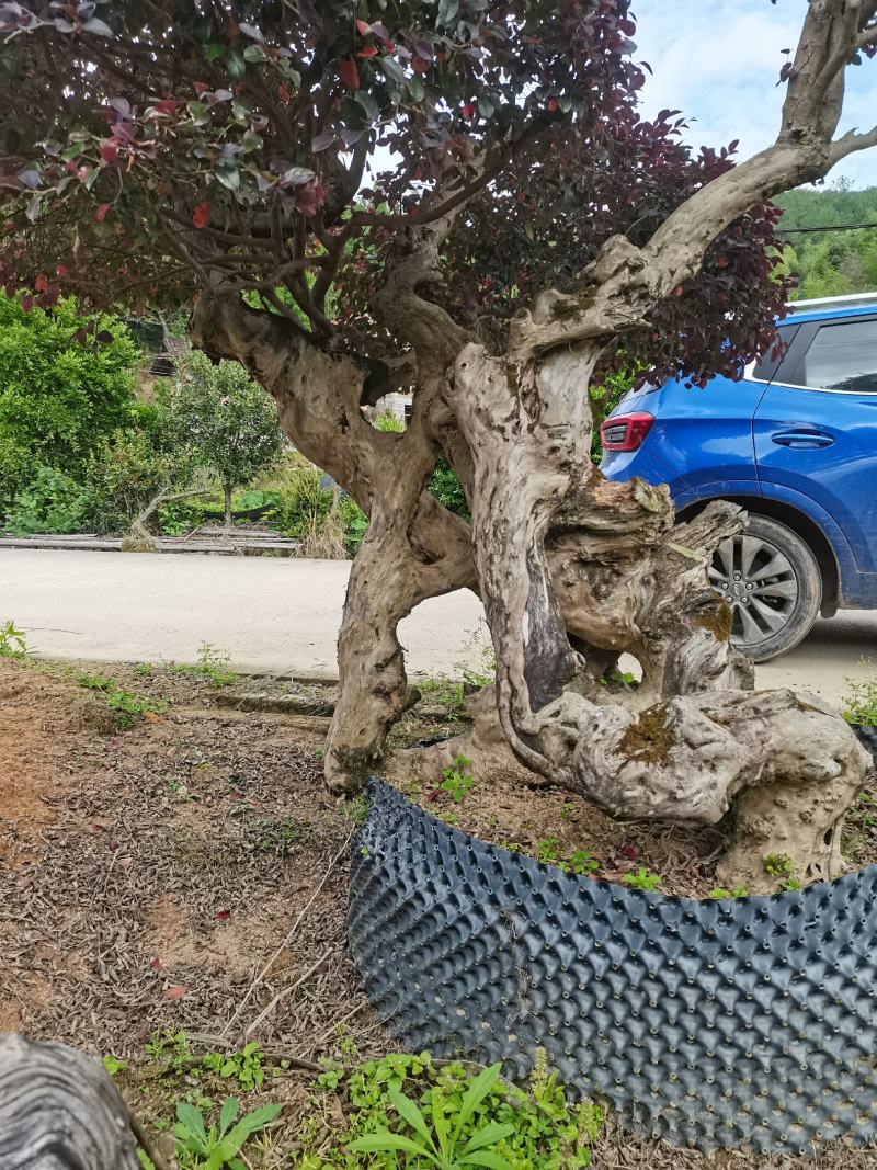 精品怪桩嫁接红花继木桩值此一棵，高度4米左右