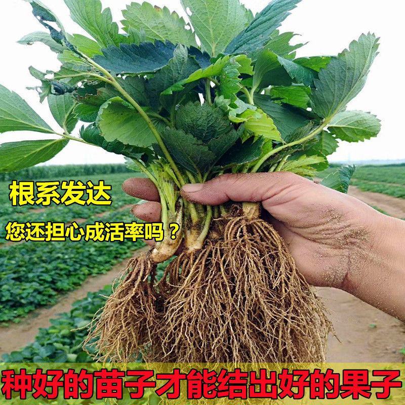 四季草莓苗奶油盆栽食用牛奶特大棚露天秧苗阳台耐寒易活当年