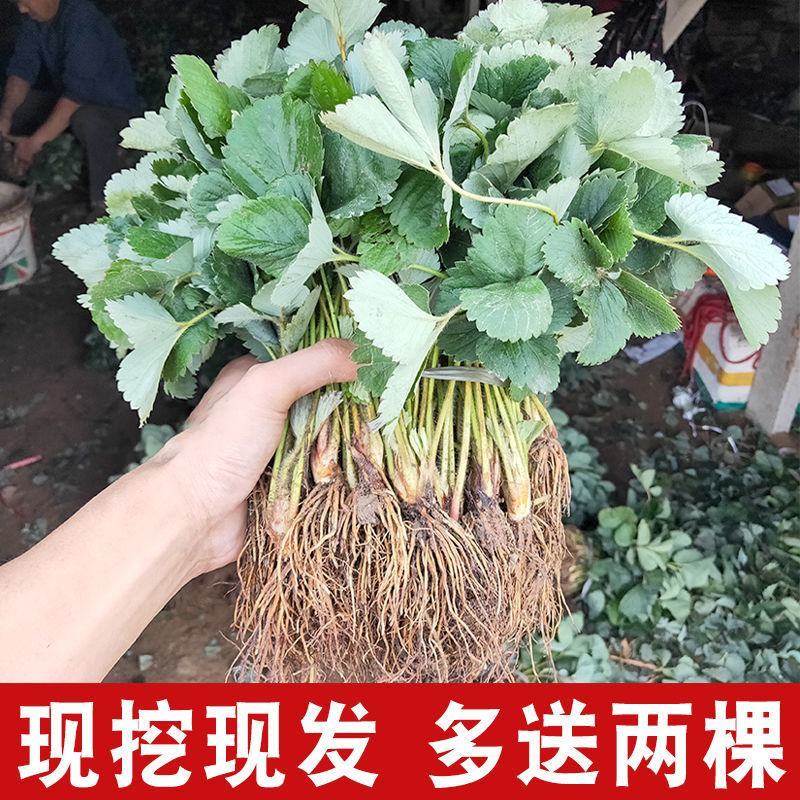 四季草莓苗奶油盆栽食用牛奶特大棚露天秧苗阳台耐寒易活当年