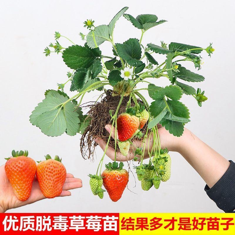 四季草莓苗奶油盆栽食用牛奶特大棚露天秧苗阳台耐寒易活当年