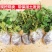 四季草莓苗奶油盆栽食用牛奶特大棚露天秧苗阳台耐寒易活当年