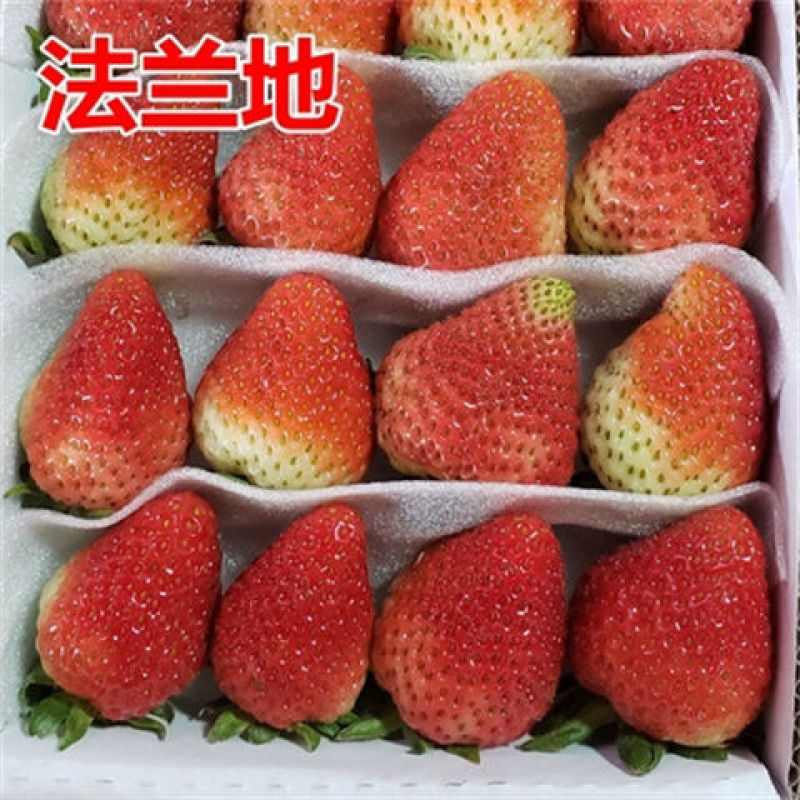 四季草莓苗奶油盆栽食用牛奶特大棚露天秧苗阳台耐寒易活当年