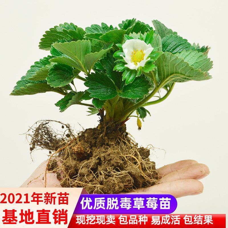 四季草莓苗奶油盆栽食用牛奶特大棚露天秧苗阳台耐寒易活当年