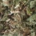 伸筋草颜色青过筛无沫康辰药业批发各种中药材