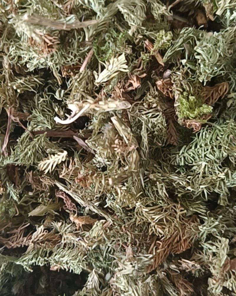 伸筋草颜色青过筛无沫康辰药业批发各种中药材
