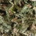 伸筋草颜色青过筛无沫康辰药业批发各种中药材