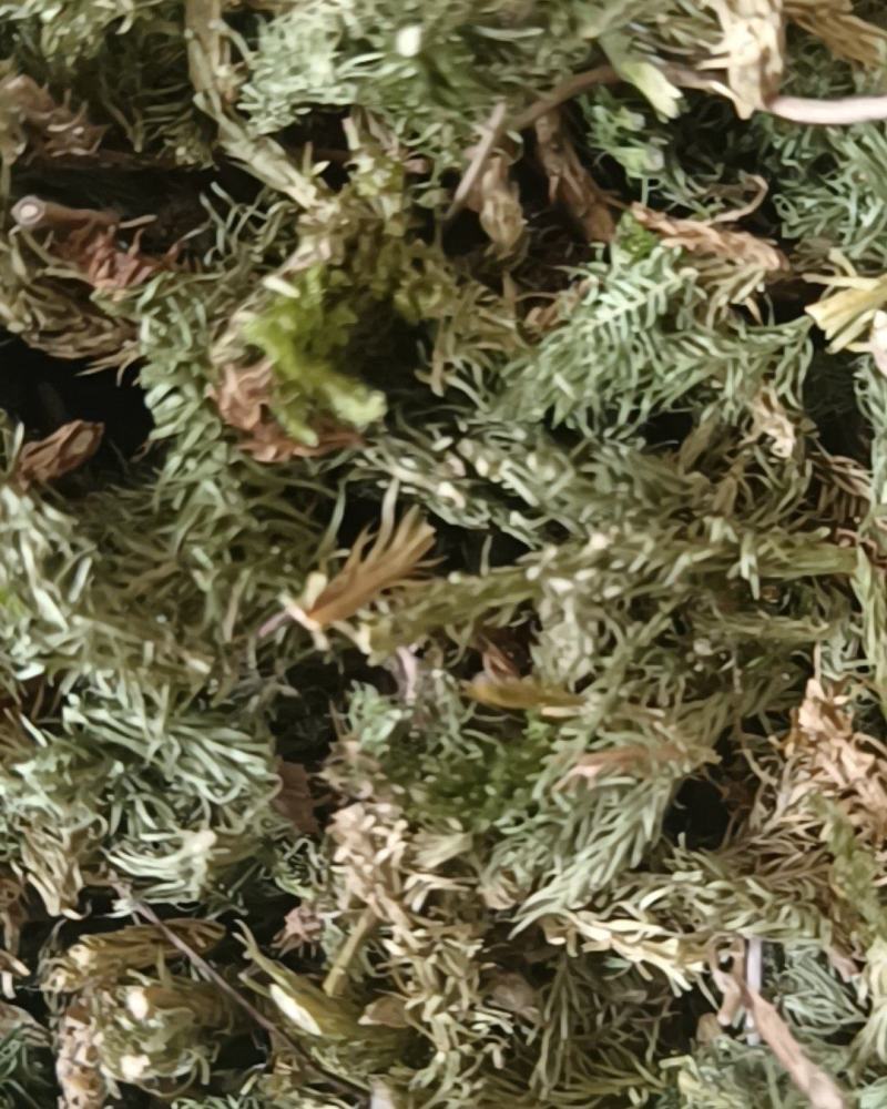 伸筋草颜色青过筛无沫康辰药业批发各种中药材
