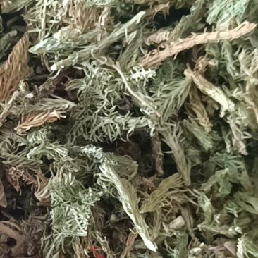 伸筋草颜色青过筛无沫康辰药业批发各种中药材