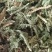 伸筋草颜色青过筛无沫康辰药业批发各种中药材