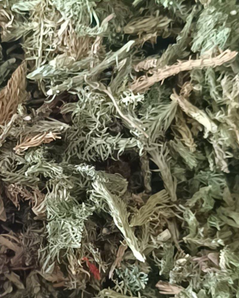 伸筋草颜色青过筛无沫康辰药业批发各种中药材
