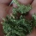 伸筋草颜色青过筛无沫康辰药业批发各种中药材