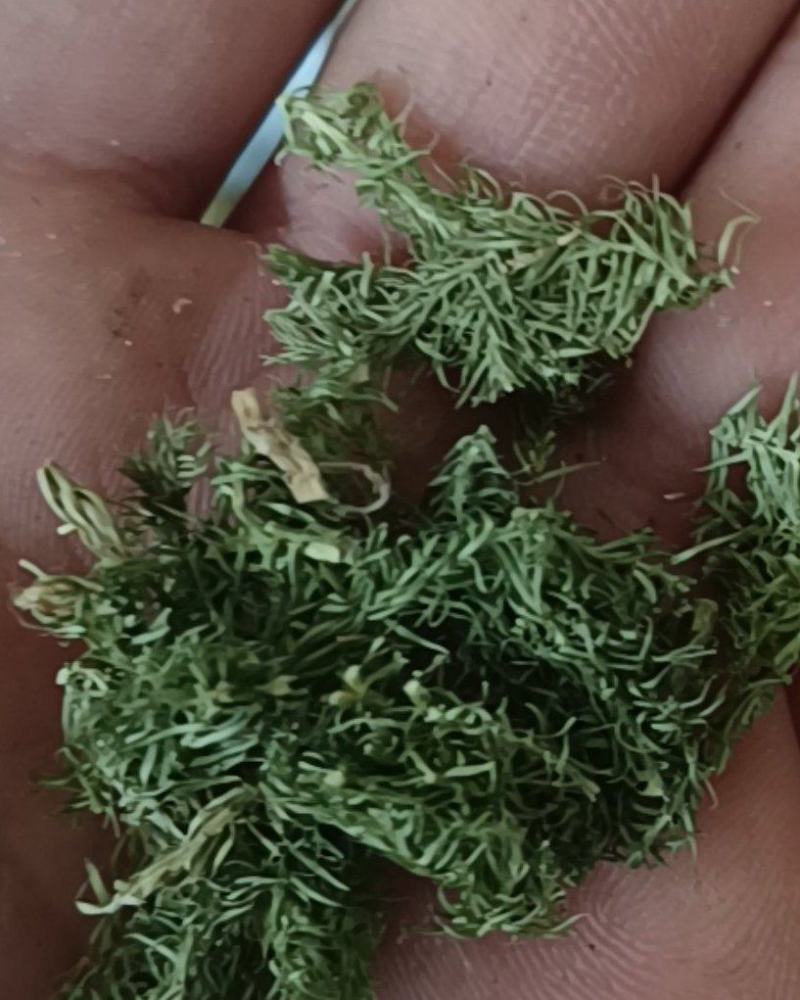 伸筋草颜色青过筛无沫康辰药业批发各种中药材