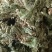 伸筋草颜色青过筛无沫康辰药业批发各种中药材