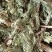 伸筋草颜色青过筛无沫康辰药业批发各种中药材