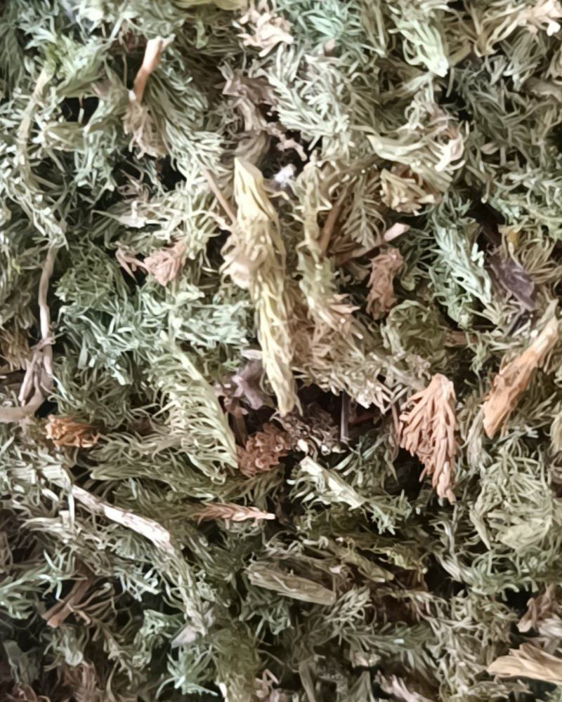 伸筋草颜色青过筛无沫康辰药业批发各种中药材