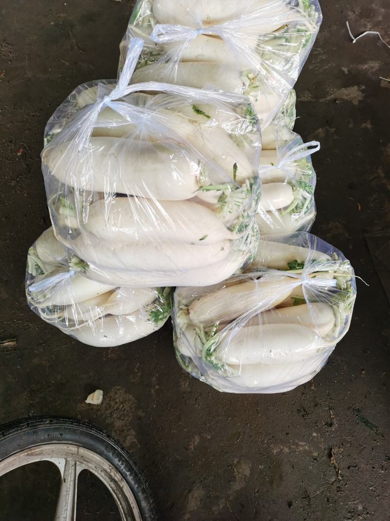 河北邯郸本地白萝卜大量有货，欢迎新老客户前来采购，诚信经