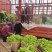 精品儿菜大量上市中（新鲜图片视频）无烂心冲台红顶质量干净