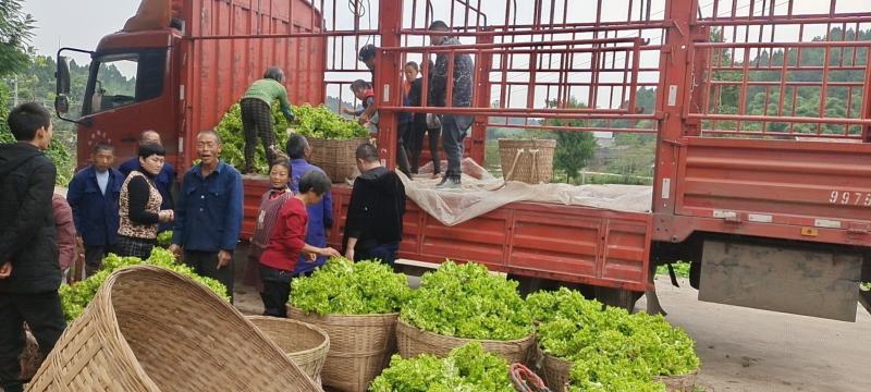 精品儿菜大量上市中（新鲜图片视频）无烂心冲台红顶质量干净