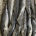 马鲛鱼新鲜单冻马鲛鱼新鲜速冻海捕马鲛鱼