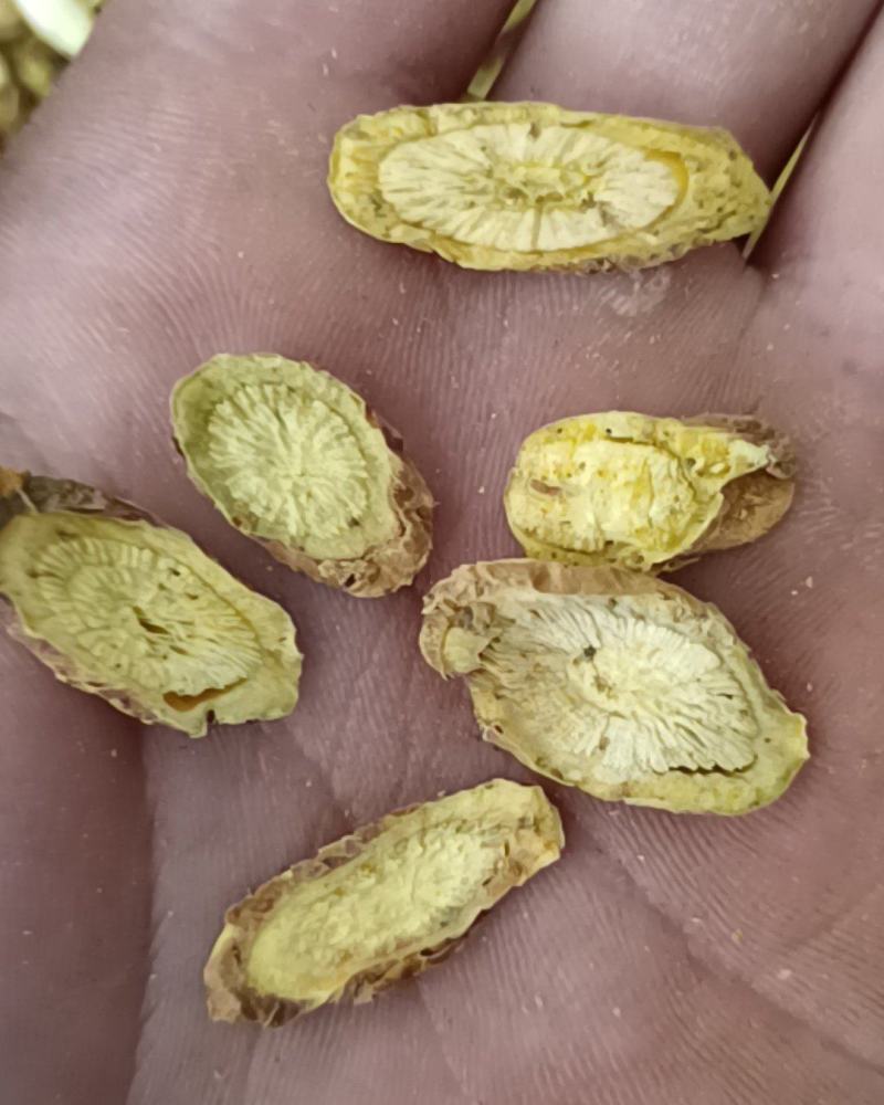 黄芩甘肃黄芩全干货康辰药业批发各种中药材