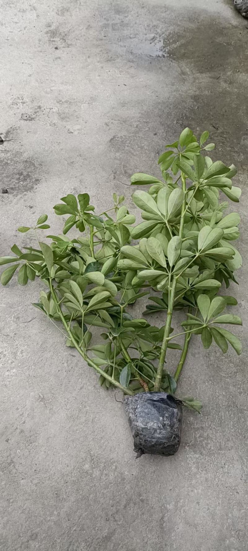 自产自销鸭脚木