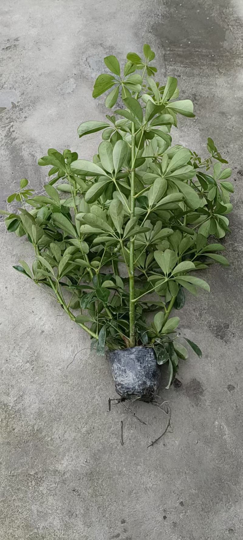 自产自销鸭脚木