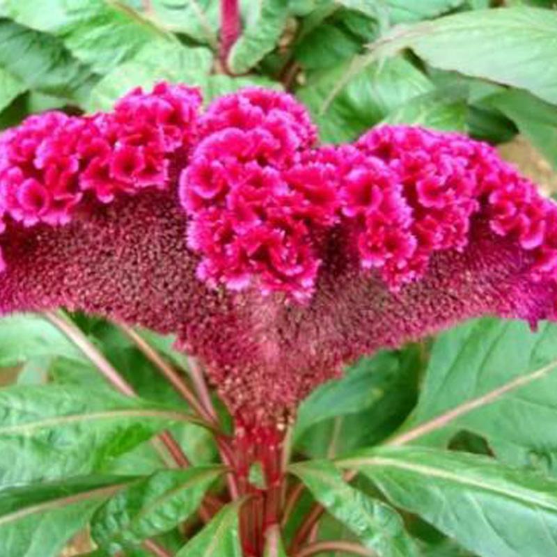 凤尾鸡冠花种子头状鸡冠花种子观赏花籽阳台庭院花草种子