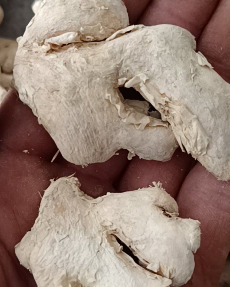 干姜干姜片产地广西小黄姜康辰药业批发各种中药材量大从优